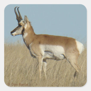Sticker Carré A46 Pronghorn Antelope