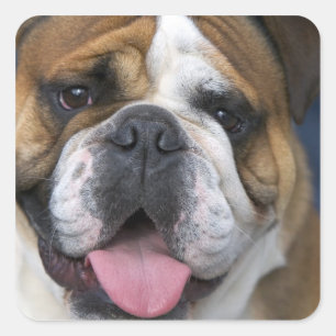 Sticker Carré A English bulldog en Belgique.
