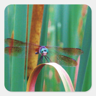 Sticker Carré A teal Eyed Dragonfly with cattails