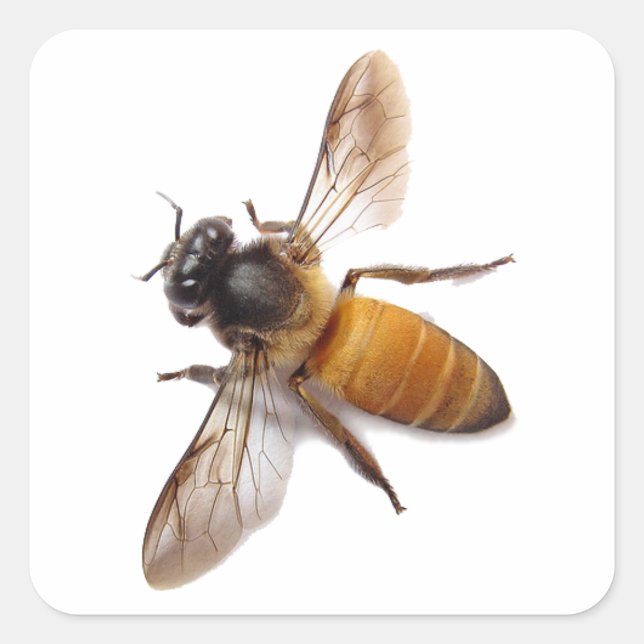 Sticker Carré Abeille de miel mignonne (Devant)