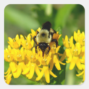 Sticker Carré Abeille se régalant de fleurs sauvages d'Asclépiad