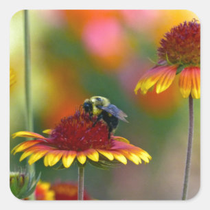 Sticker Carré Abeille sur le Gaillardia