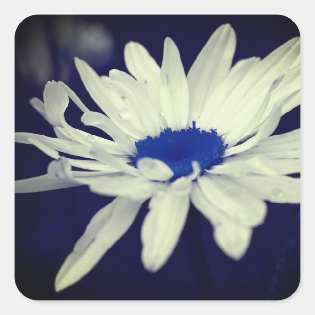 Sticker Carré Abstrait Daisy Blue Center Flower Art (Devant)