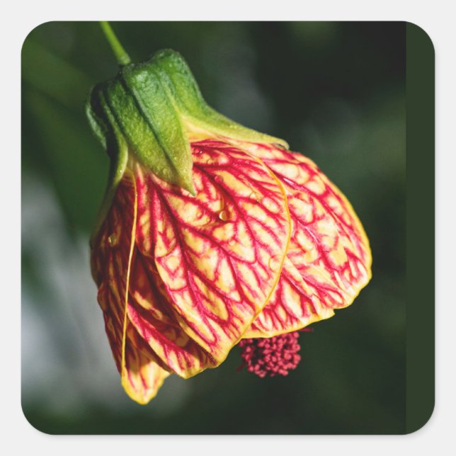 Sticker Carré Abutilon Biltmore Ballgown (Devant)