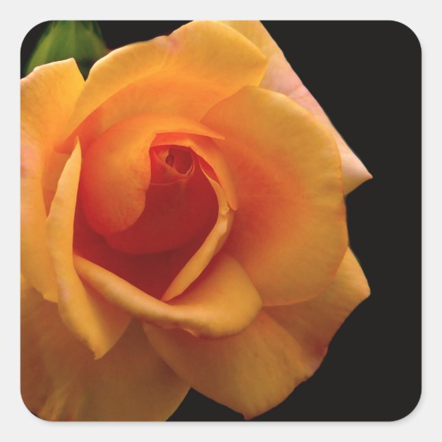 Sticker Carré Accessoires d'impression rose orange vibre cadeaux (Devant)