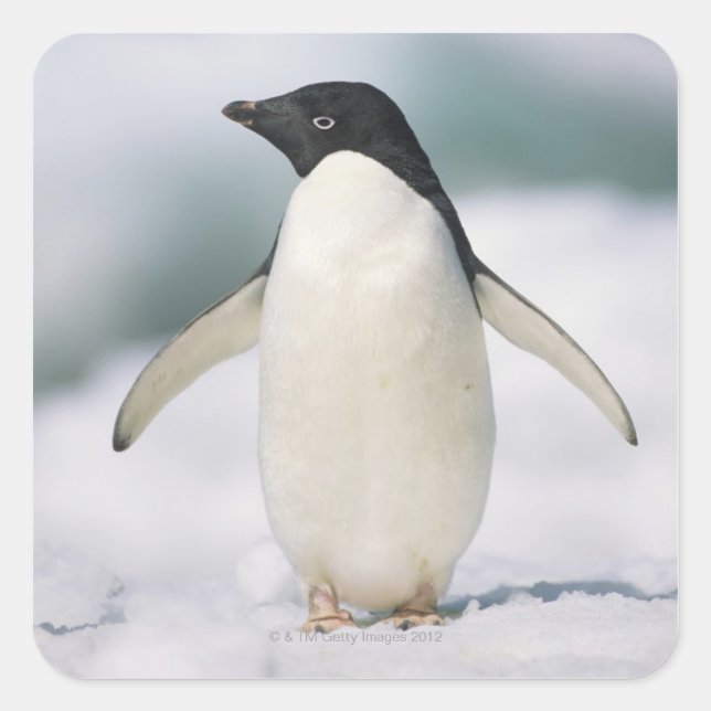 Sticker Carré Adelie penguin, gros plan (Devant)