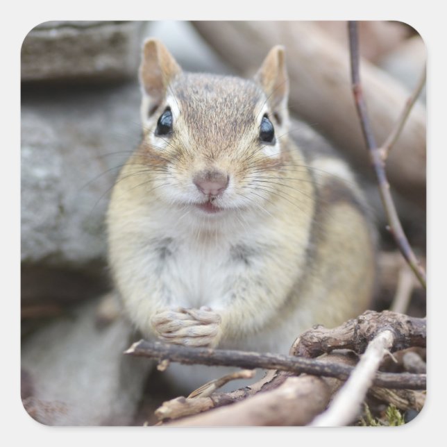 Sticker Carré Adorable Chipmunk souriant (Devant)