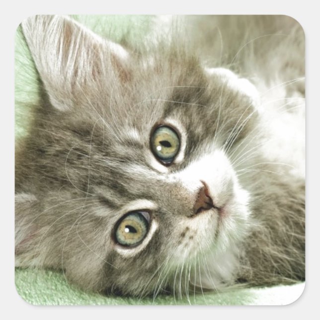 Sticker Carré Adorable Cute Grey Tabby Kitten Paw Play Tapping (Devant)
