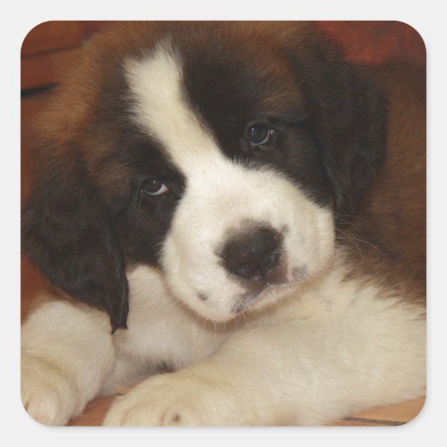Sticker Carré Adorable et doux St. Bernard Puppy (Devant)