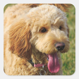 Sticker Carré Adorable Goldendoodle Chien