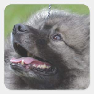 Sticker Carré Adorable Keeshond