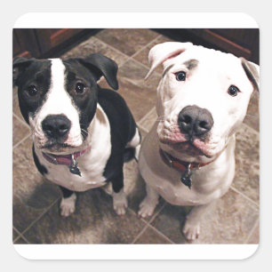 Sticker Carré adorables chiots pitbull chiens