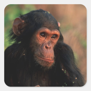 Sticker Carré Afrique, Afrique de l'Est, Tanzanie