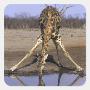 Sticker Carré Afrique, Botswana, Parc national de Chobe, Girafe