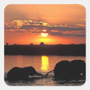 Sticker Carré Afrique, Botswana, Parc national de Chobe, Troupea