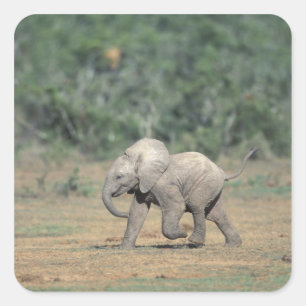 Sticker Carré Afrique du Sud, Addo Elephant Nat'l Park. Bébé