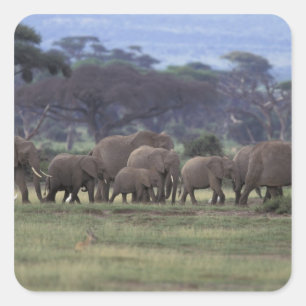 Sticker Carré Afrique, Kenya, Parc national d'Amboseli. Africain