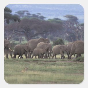 Sticker Carré Afrique, Kenya, Parc national d'Amboseli. Éléphant