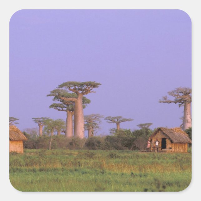 Sticker Carré Afrique, Madagascar, Morondava. Baobabs (Devant)