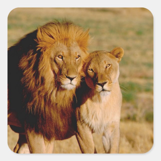 Sticker Carré Afrique, Namibie, Okonjima. Lion & Lion (Devant)