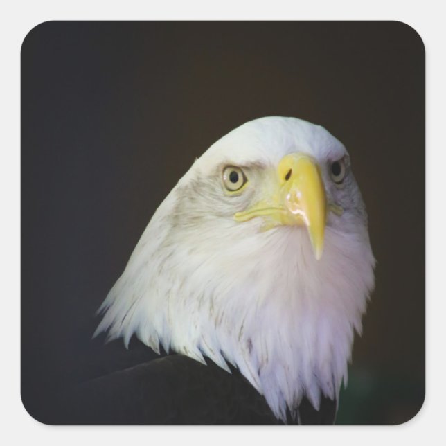 Sticker Carré aigle (Devant)