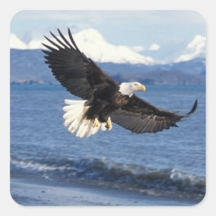 Sticker Carré aigle à tête blanche, Haliaeetus leuccocephalus en