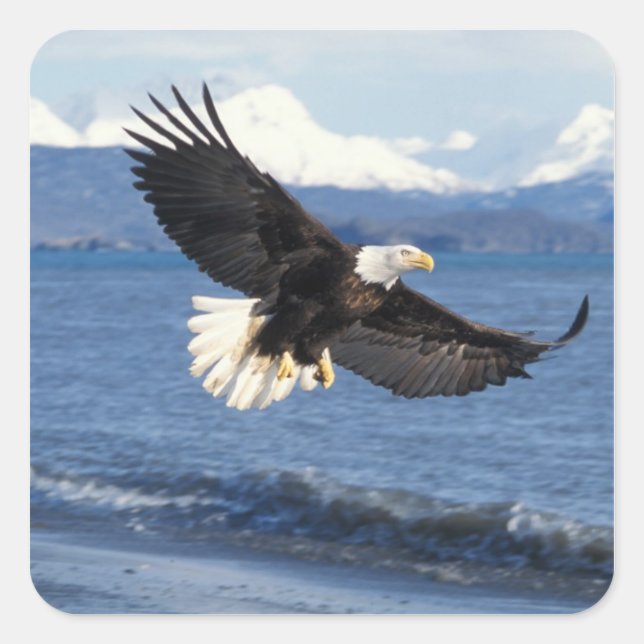 Sticker Carré aigle à tête blanche, Haliaeetus leuccocephalus en (Devant)