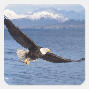 Sticker Carré aigle à tête blanche, Haliaeetus leucocephalus, en