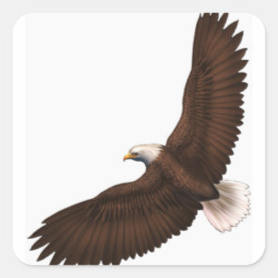 Sticker Carré Aigle chauve
