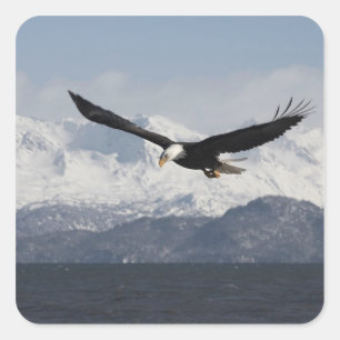 Sticker Carré Aigle de tête en vol, Haliaeetus leucocephalus,