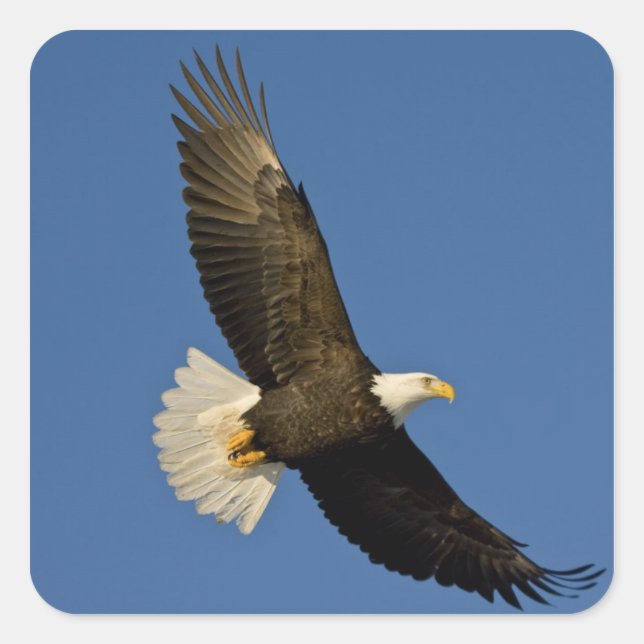 Sticker Carré Aigle, Haliaeetus leucocephalus, Homer, (Devant)