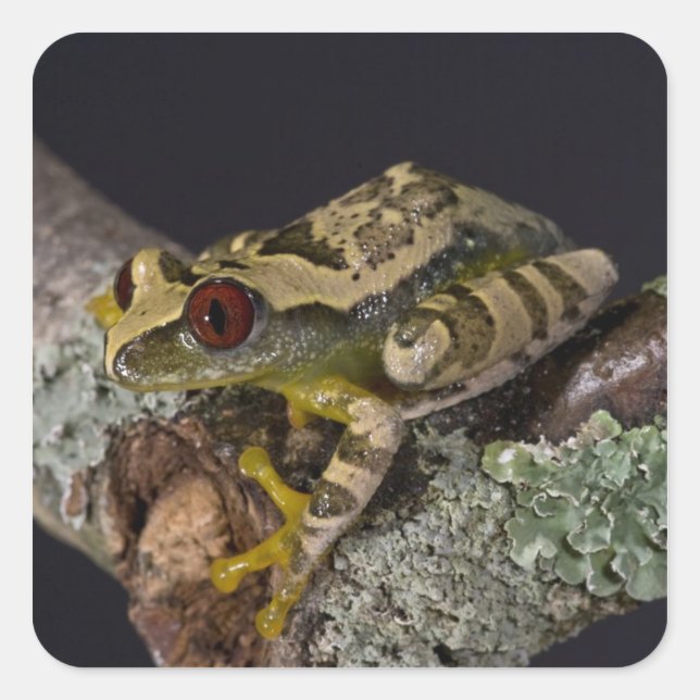Sticker Carré Aiguilles Rouges Africaines Treefrog, Leptopelis (Devant)