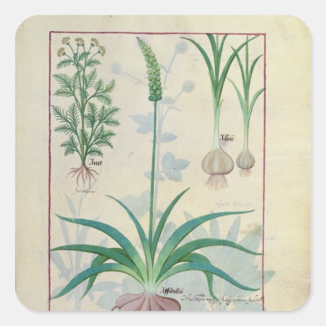 Sticker Carré Ail et autres plantes (Devant)