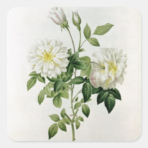 Sticker Carré Aime Vibere gravée par Eustache Hyacinthe