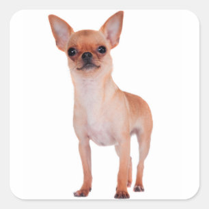 Sticker Carré Aimer Cheveux courts Chihuahua Chien Chiot