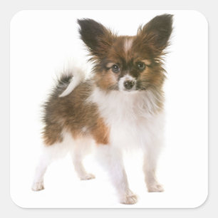 Sticker Carré Aimer Papillon Chien Chien Chien Chien Bonsoir, Ml