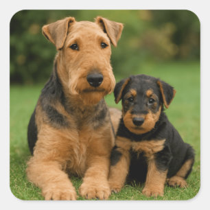 Sticker Carré Airedale Terrier Avec Chiot