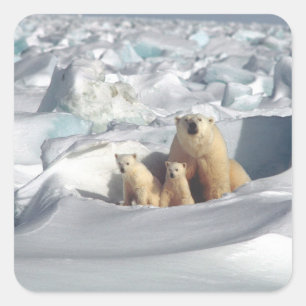 Sticker Carré Ajouter SLOGAN pour sauver les ours polaires arcti