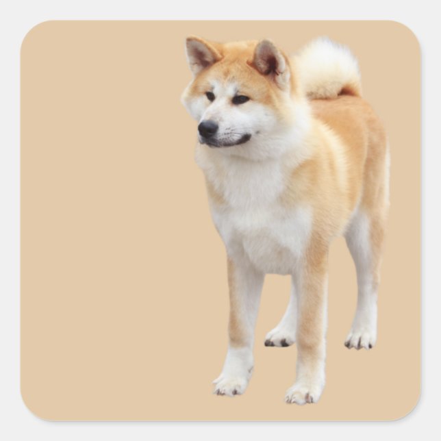 Sticker Carré Akita Inu (Devant)