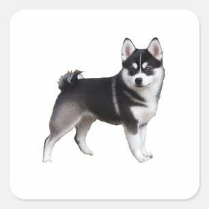 Sticker Carré Alaskan Klee Kai