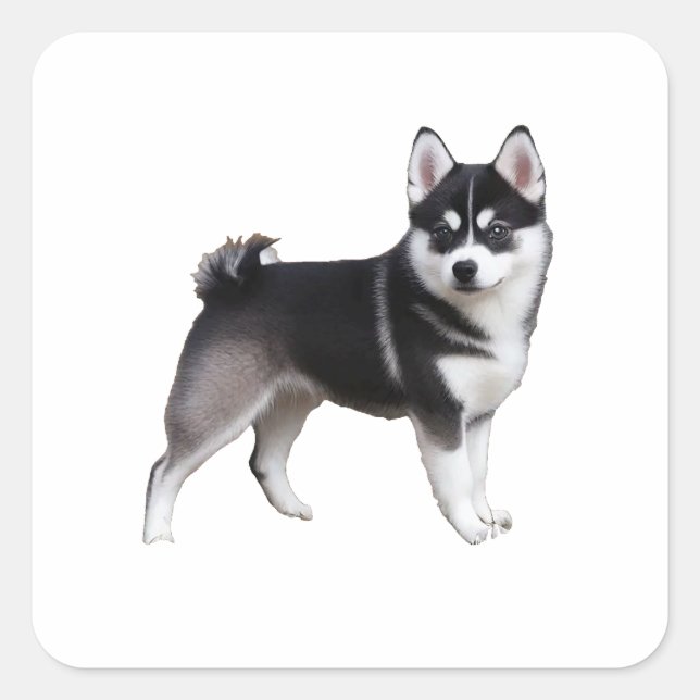 Sticker Carré Alaskan Klee Kai (Devant)