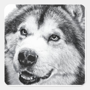 STICKER CARRÉ ALASKAN MALAMUTE