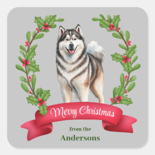 Sticker Carré Alaskien Malamute Chien Holly Banner Noël