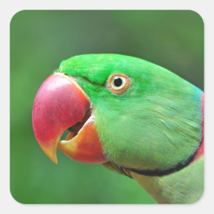 Sticker Carré Alexandrine Parakeet
