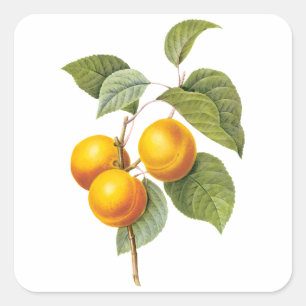 Sticker Carré Aliments anciens Fruits, Abricot Pêche par Redoute