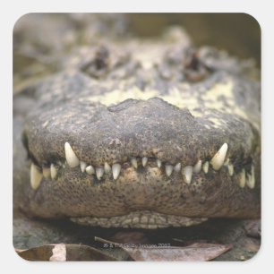 Sticker Carré Alligator américain