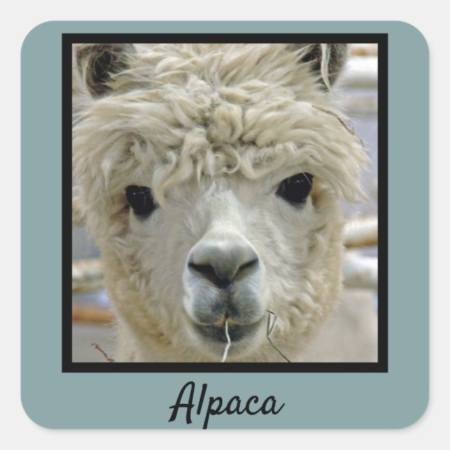 Sticker Carré Alpaca (Devant)