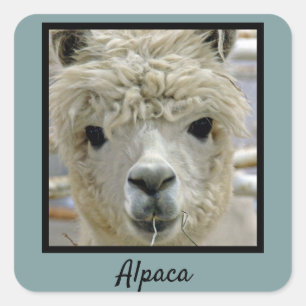 Sticker Carré Alpaca