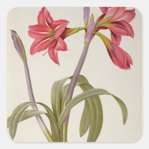 Sticker Carré Amaryllis Brasiliensis