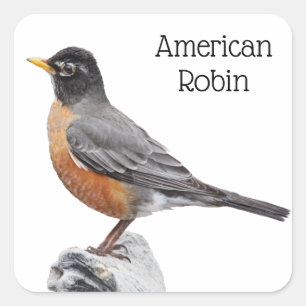 Sticker Carré Américain Robin